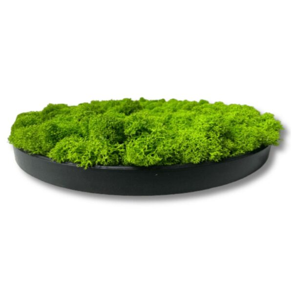 78ebe7dbe598f64ef7a7ffb0ec94a20a-1.jpg Obraz z mchu chrobotek "Zielona Harmonia" koło czarna rama